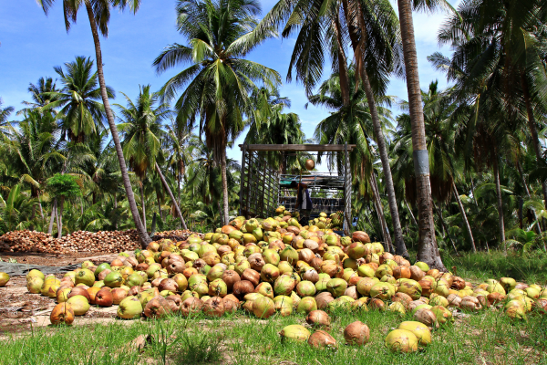 Coconut Farm