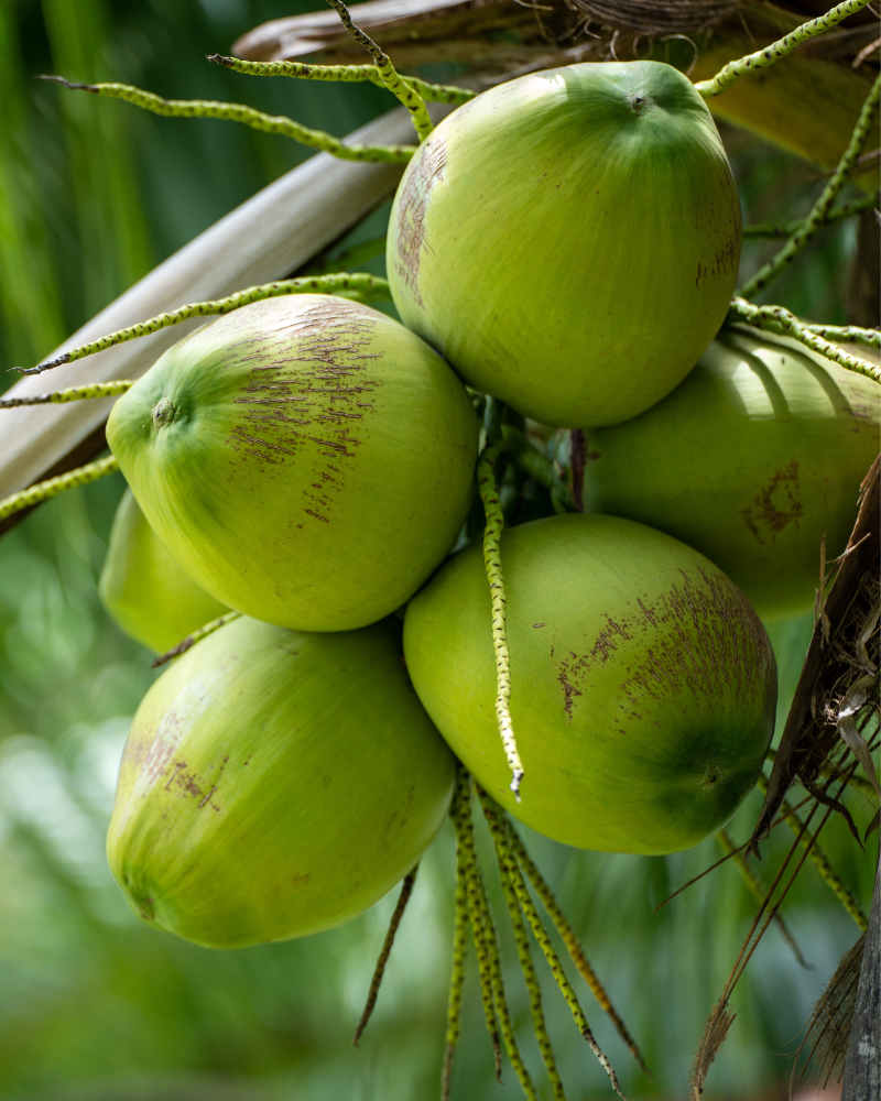 Fresh Green Coconut
